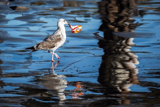 Möwe am Strand mit Plastikmüll im Schnabel