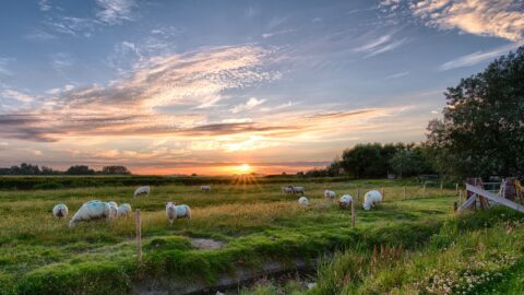 Sonnuntergang Insel Pellworm