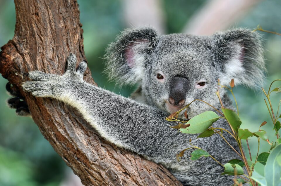 Flitterwochen in Australien