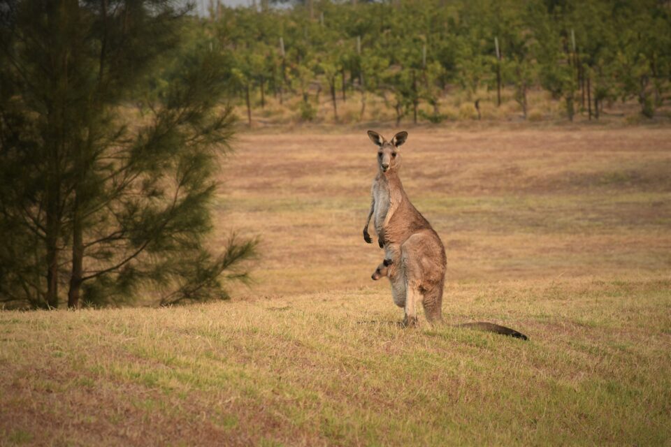 Flitterwochen in Australien