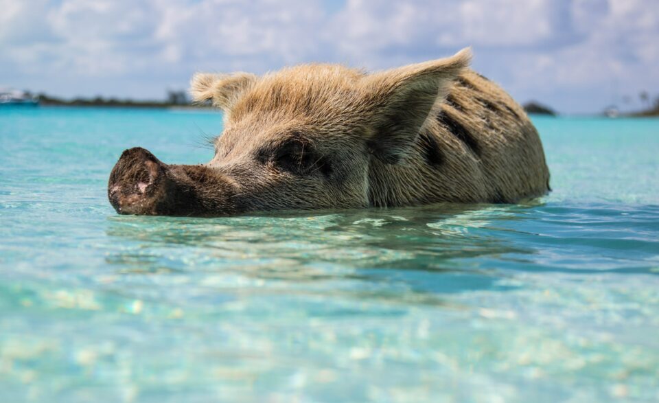 Flitterwochen auf den Bahamas