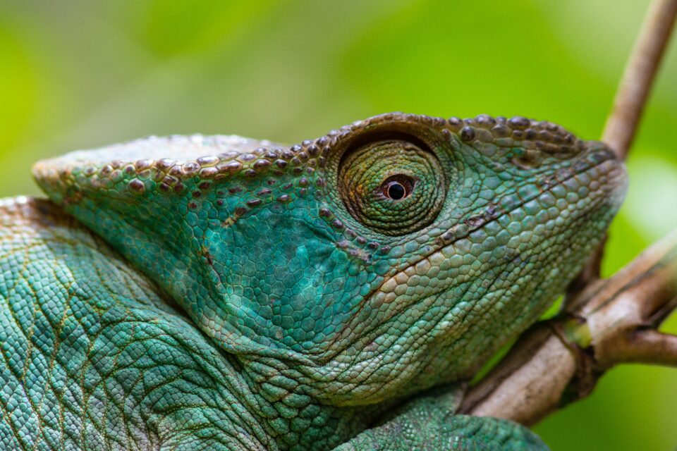 Flitterwochen auf Madagaskar