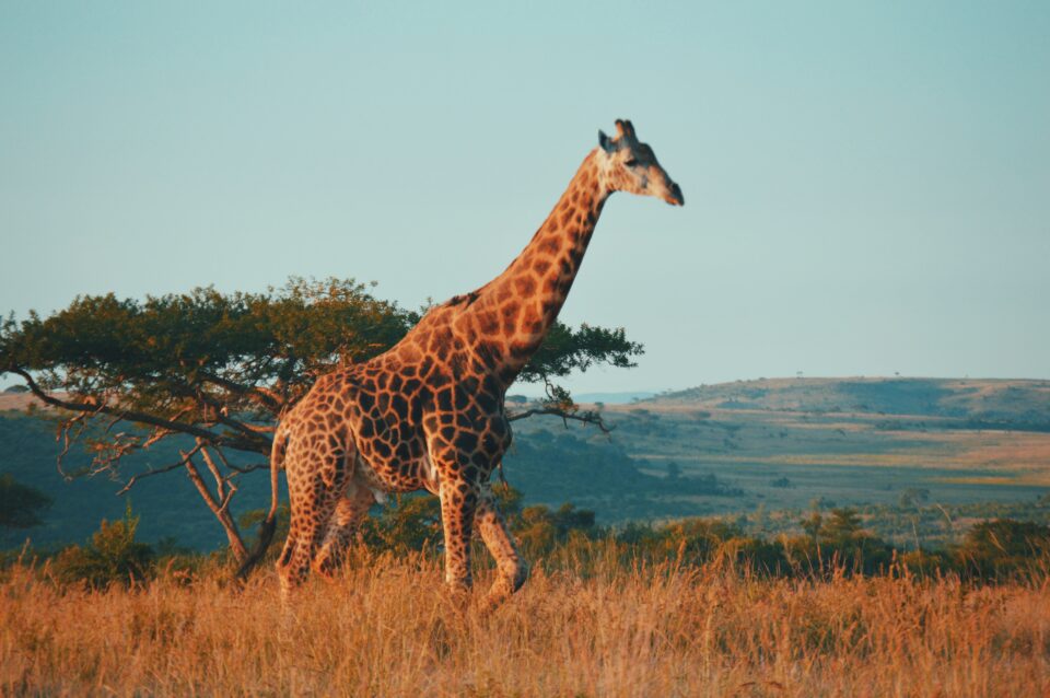 Flitterwochen in Südafrika
