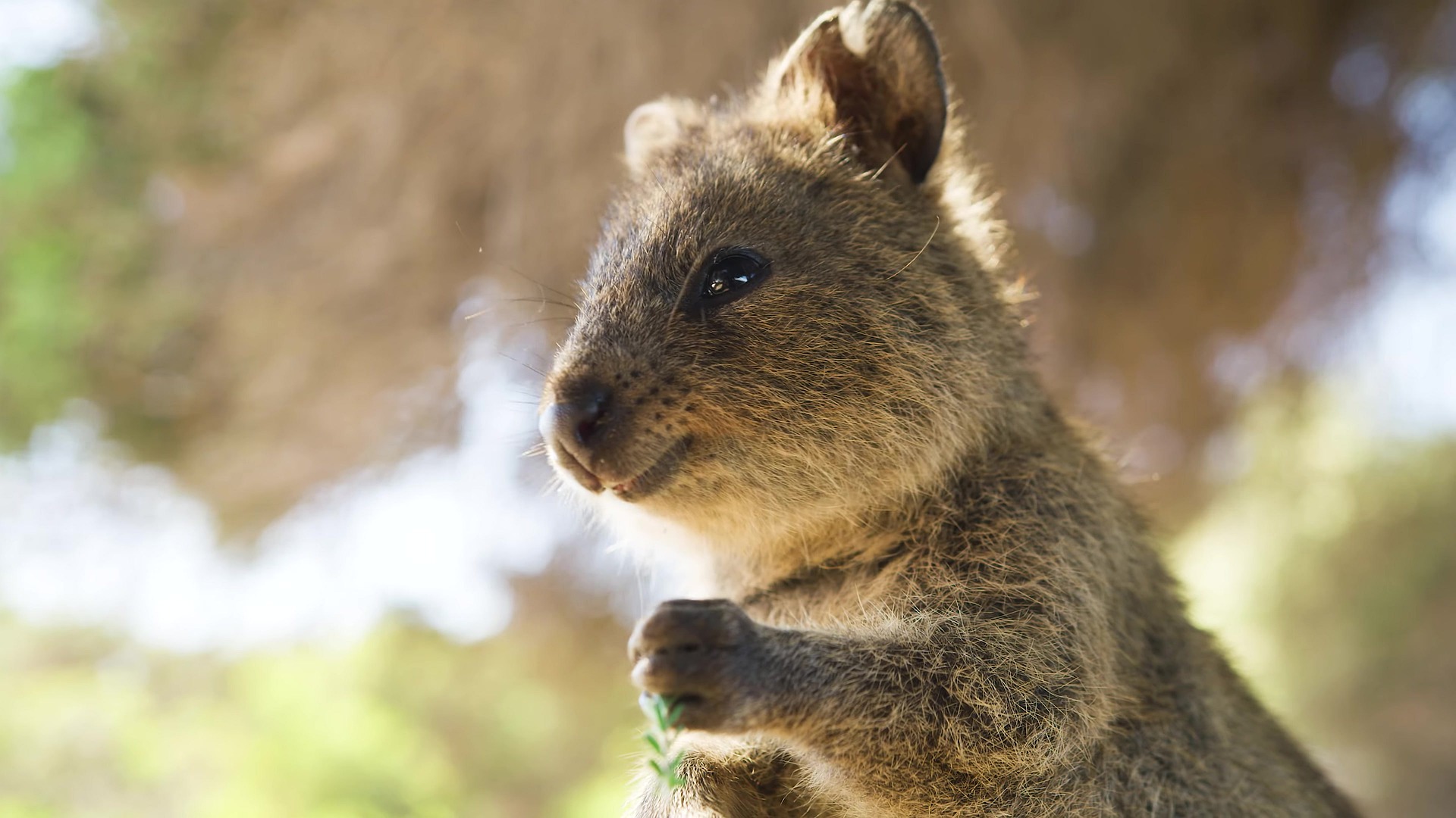 Quokka