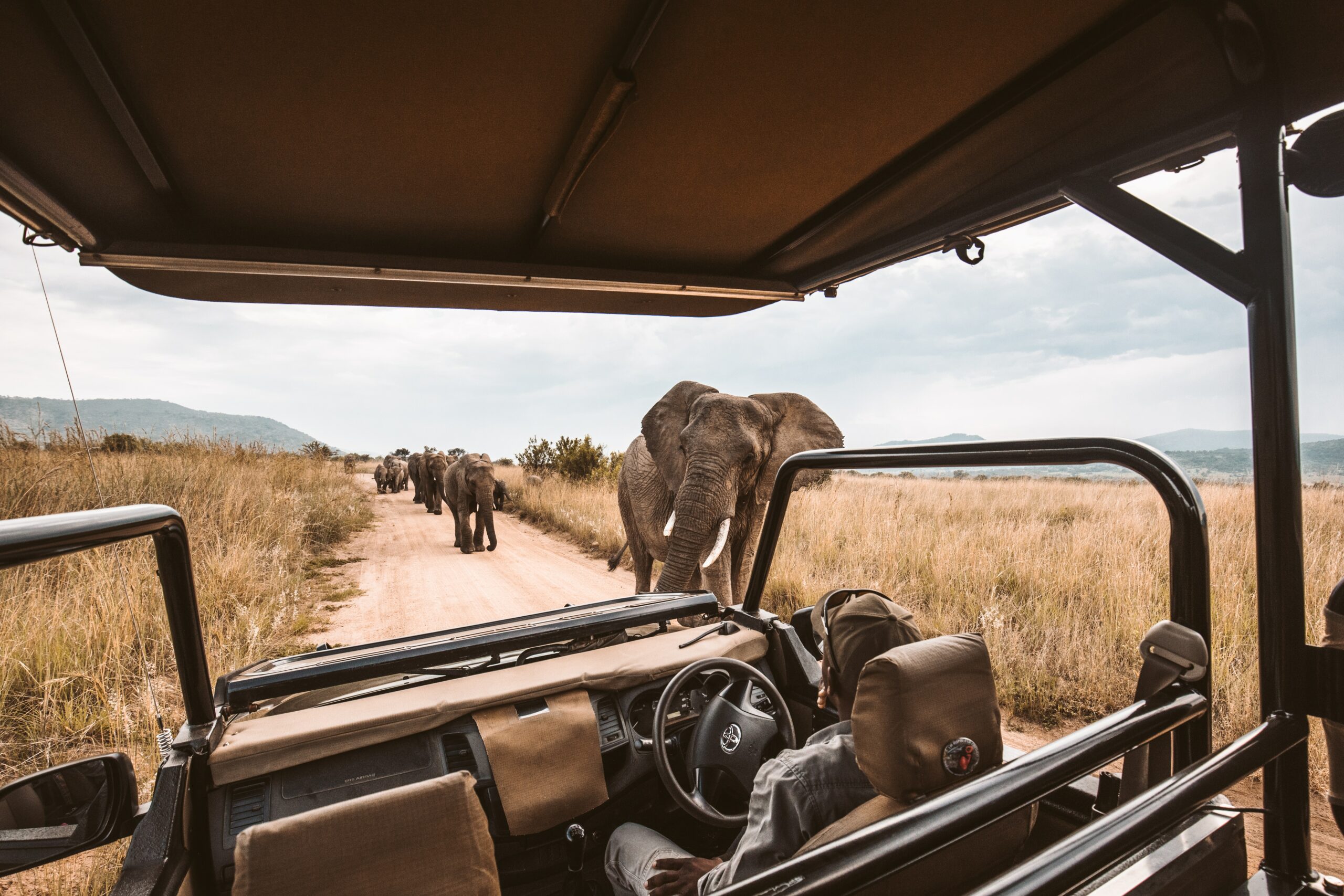 Safari in Südafrika
